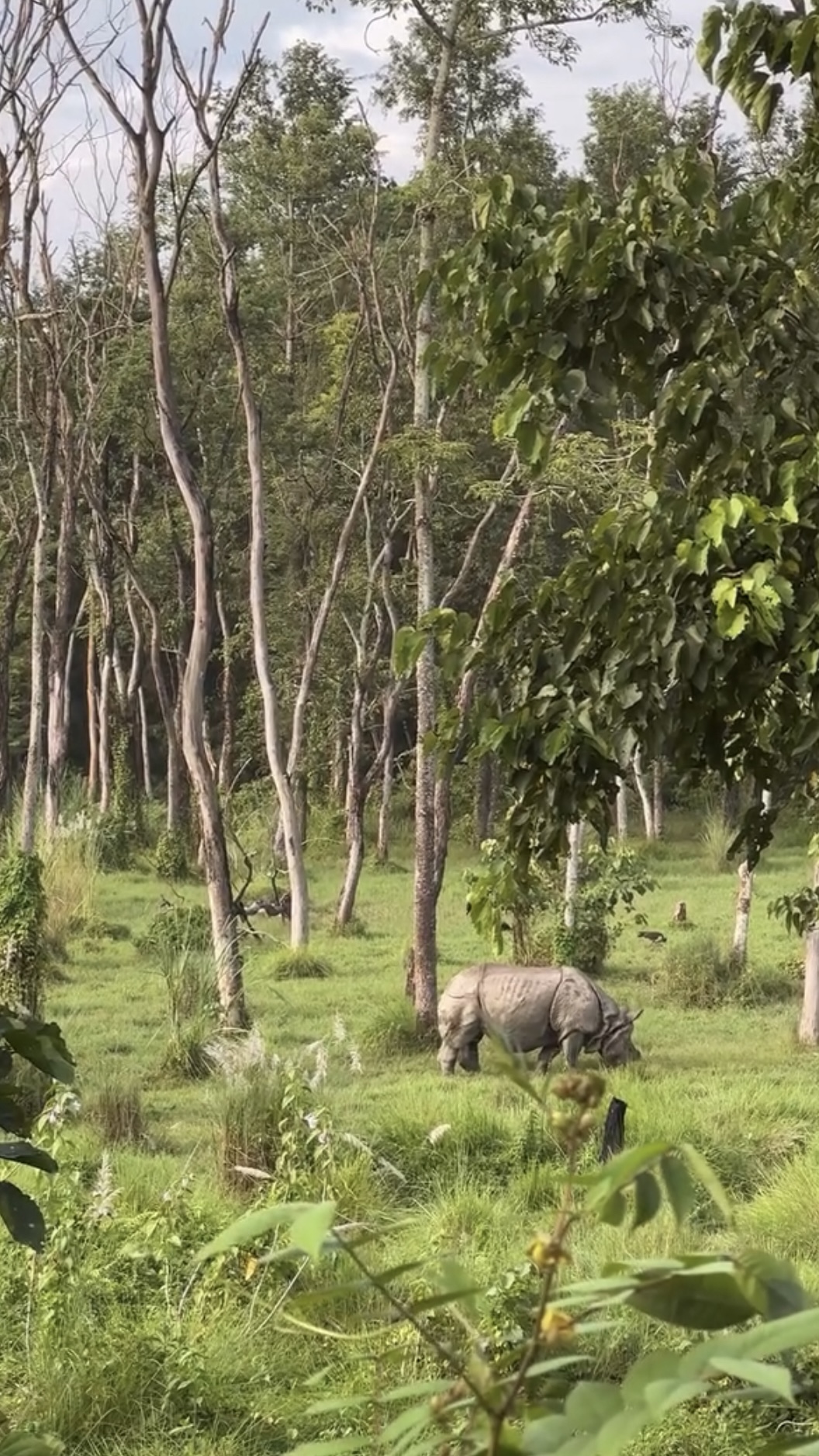 Rhino of Chitwan
